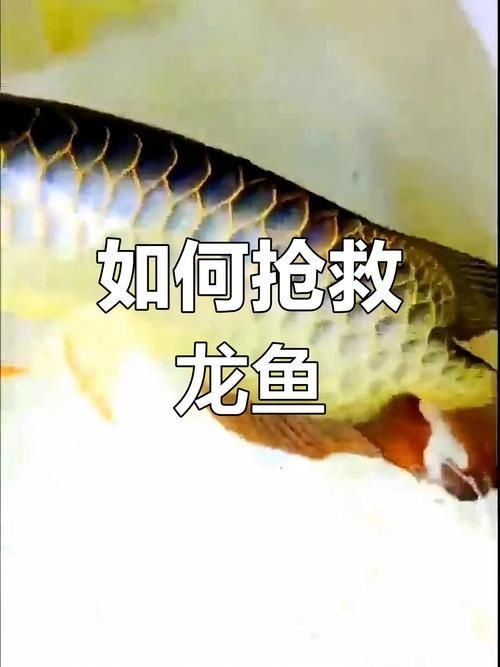 黑鱗龍魚中毒后如何急救，黑鱗龍魚中毒后的急救