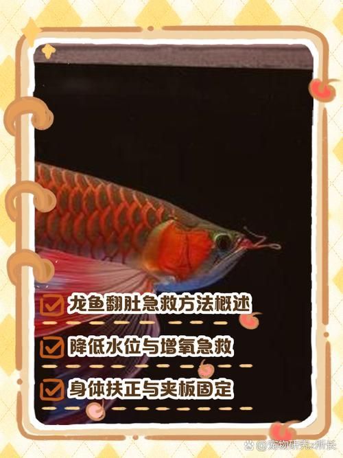 黑鱗龍魚中毒后如何急救，黑鱗龍魚中毒后的急救