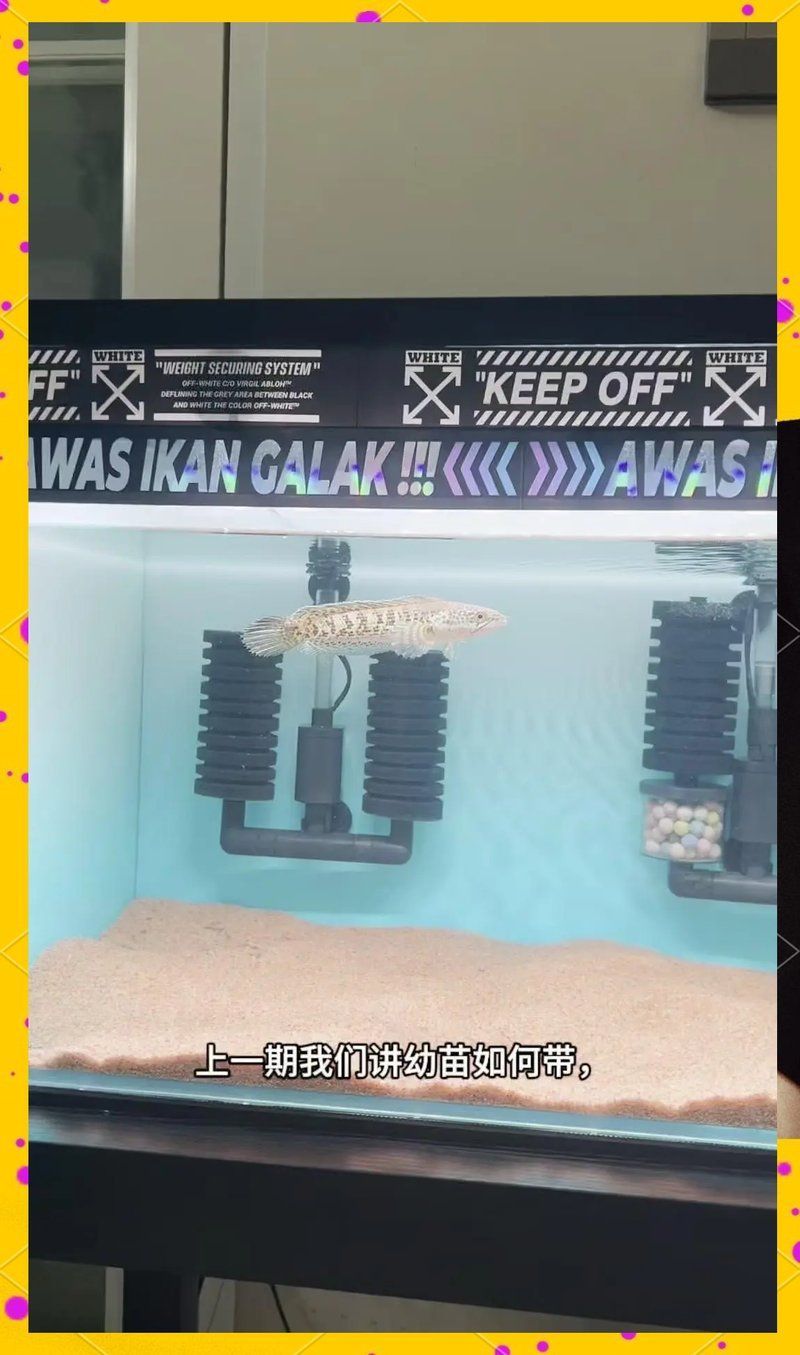 如何訓練雷龍魚互動，訓練雷龍魚互動需要耐心和技巧