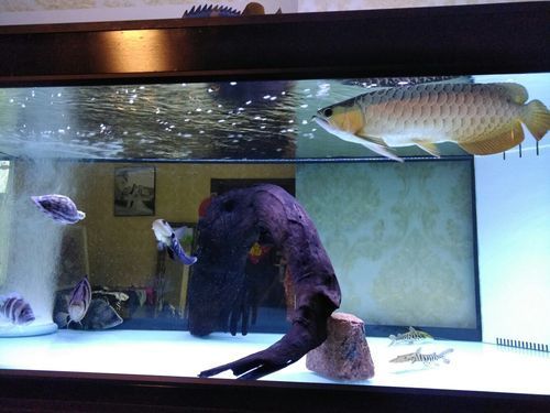 李亞四的龍魚繁殖場現在如何？，新加坡金龍魚繁殖場“李亞四漁場”