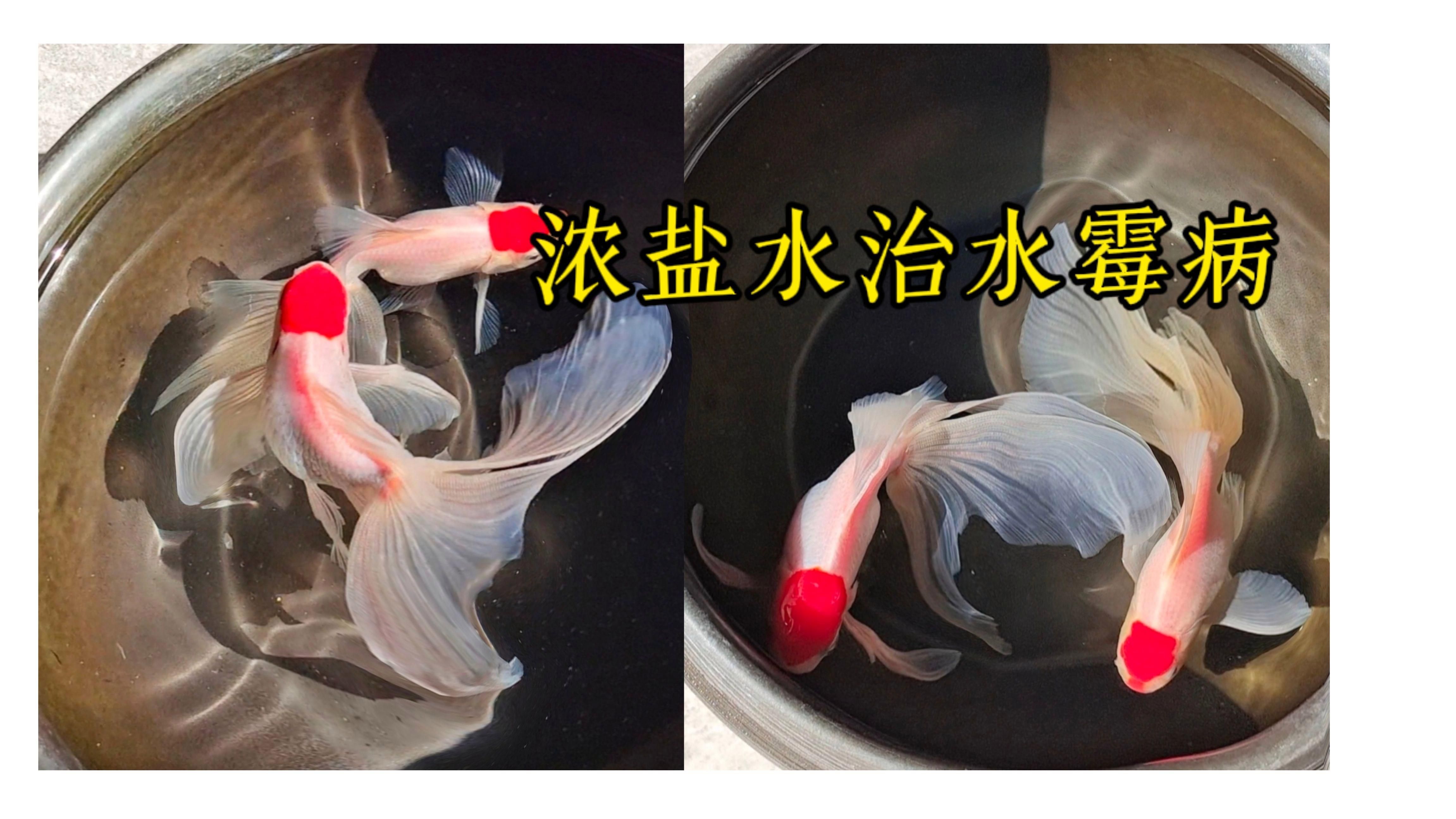 如何判斷金魚是否生病，如何判斷澳龍是否蒸熟，金魚患病的8種常見現象