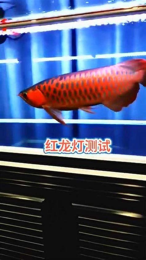 龍魚關燈后多久會恢復正常？，龍魚關燈后多久會恢復正常，