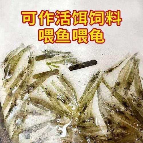 有哪些適合龍魚小苗的餌料？，龍魚小苗喂食指南萌寵訓練師嘉佳每日喂食計劃表