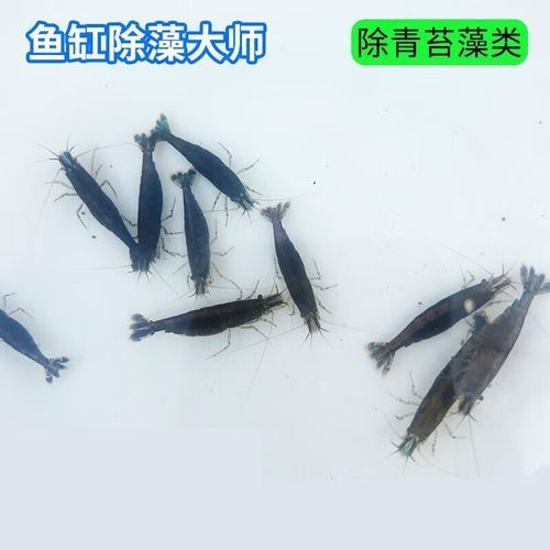 有哪些適合龍魚小苗的餌料？，龍魚小苗喂食指南萌寵訓練師嘉佳每日喂食計劃表