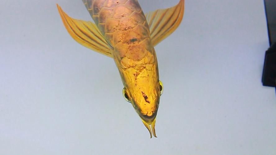 武吉美拉金龍魚有哪些頂級品相，武吉美拉金龍魚有哪些頂級品相武吉美拉金龍魚哪個品相最受歡迎
