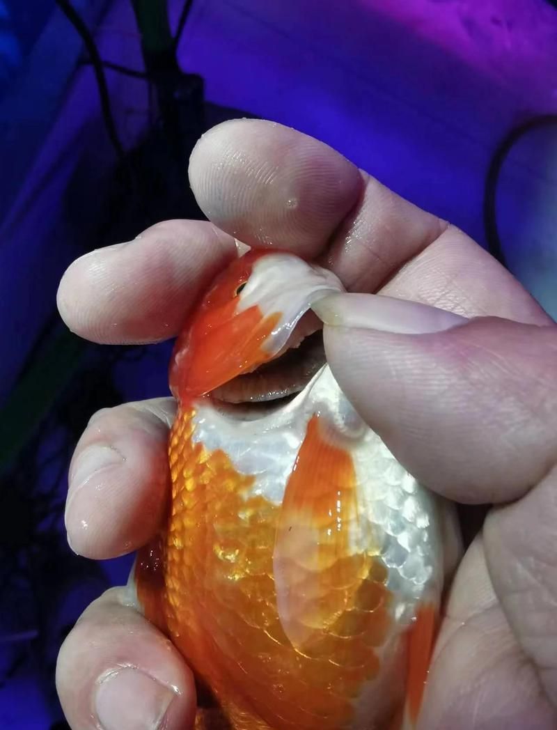 改善水質可以緩解爛鰓嗎，改善水質可以緩解爛鰓嗎改善水質可以緩解爛鰓嗎