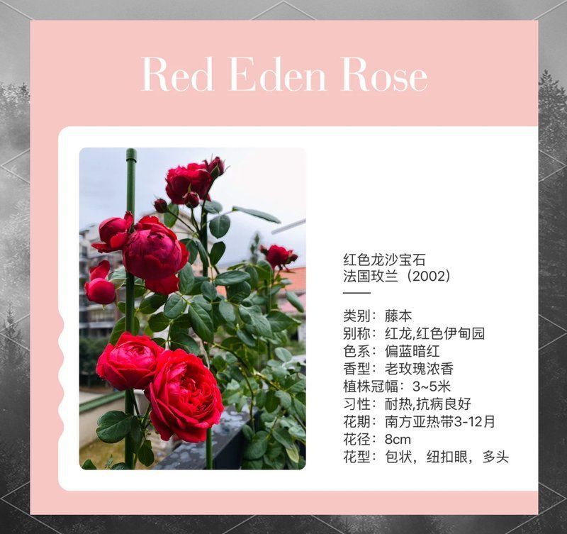 如何挑選優質的紅龍苗