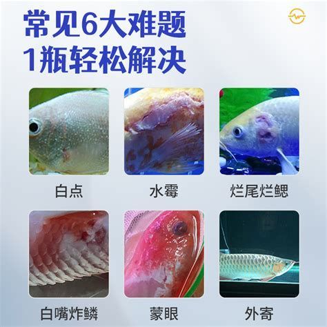 如何預(yù)防龍魚再次感染外寄？，龍魚再次感染外寄的預(yù)防方法