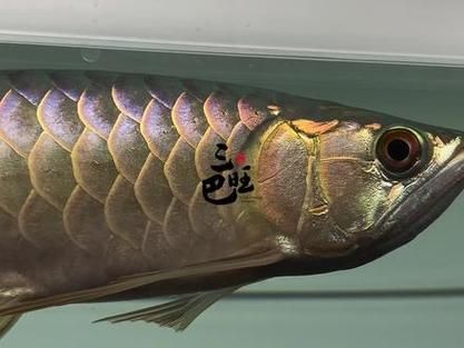 新加坡三巴旺地區(qū)有哪些知名的龍魚場(chǎng)？，新加坡三巴旺地區(qū)的龍魚場(chǎng)搜索