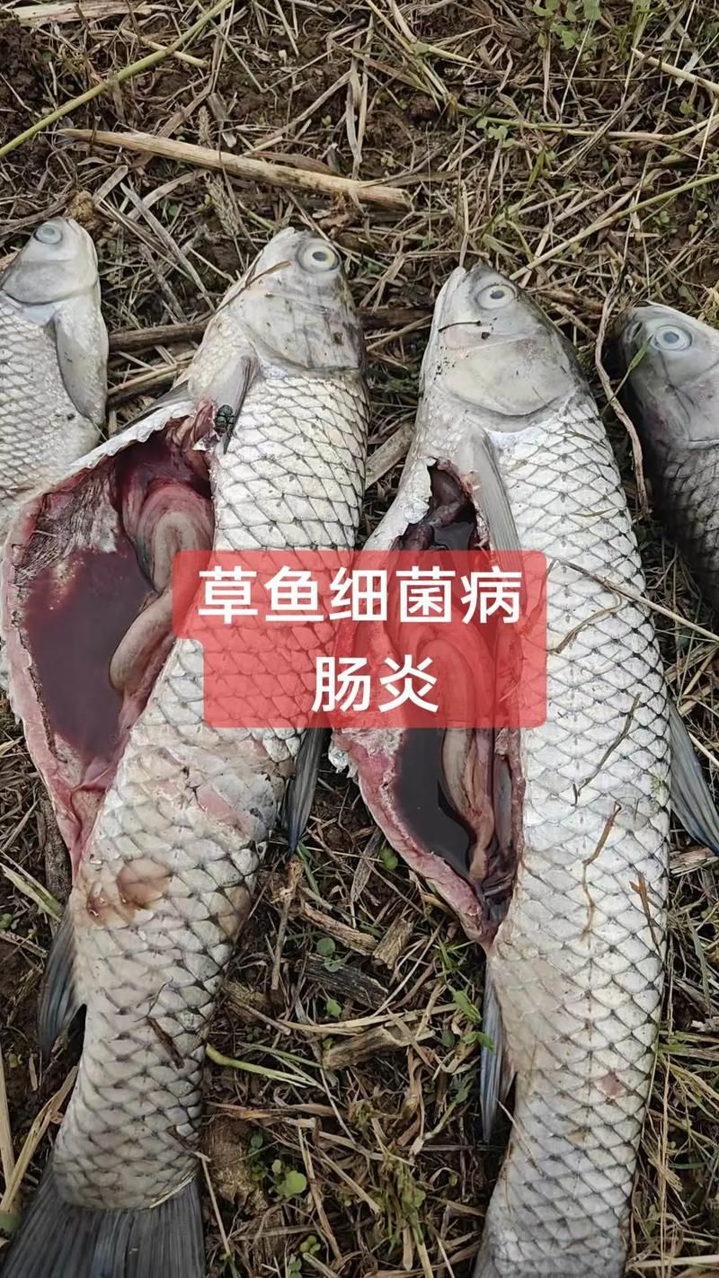 如何判斷魚是否感染，如何判斷魚是否感染思考完成鰓弓兩端健康組織健康組織