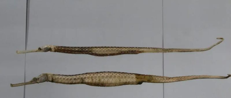 如何挑選新鮮的海龍魚，關于海龍魚的挑選