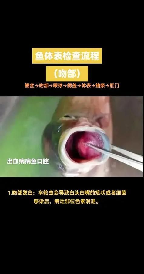 如何挑選新鮮的海龍魚，關于海龍魚的挑選