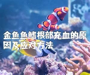 金魚鰭充血最快恢復(fù)方法，如何快速恢復(fù)金魚鰭充血
