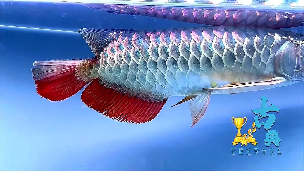 如何區分藍底過背金龍和古典金龍，如何區分藍底過背金龍魚和古典金龍