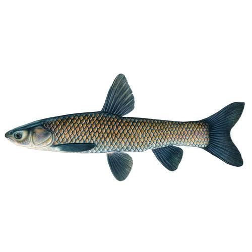 如何鑒別西青龍魚的品質，如何鑒別西青龍魚