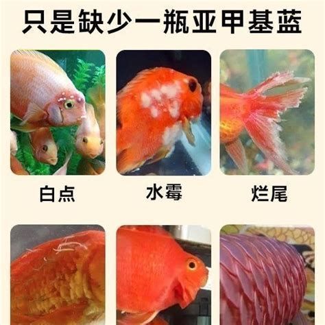 觀賞魚爛尾爛鰭爛鱗用什么藥，觀賞魚爛尾、爛尾、爛尾、爛鰭、爛鱗用什么藥治療