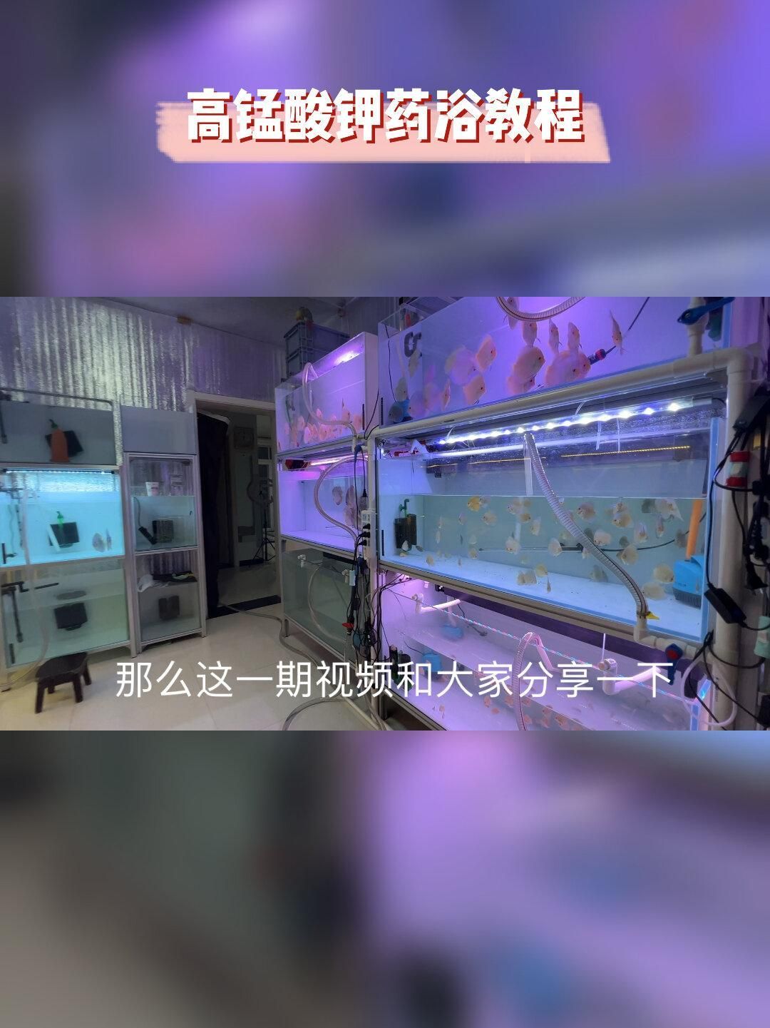 魚鰓腐爛早期如何治療，魚鰓腐爛早期怎么辦