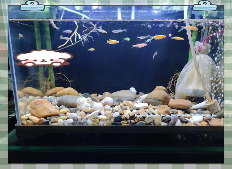 紅龍魚感染小瓜蟲病后如何治療，紅龍魚感染小瓜蟲病后的治療方法（紅龍魚感染小瓜蟲病治療方法）