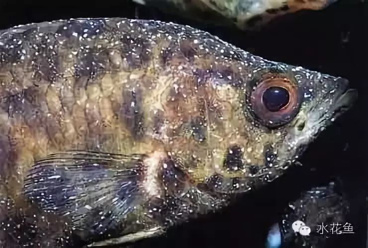 紅龍魚感染小瓜蟲病后如何治療，紅龍魚感染小瓜蟲病后的治療方法（紅龍魚感染小瓜蟲病治療方法）