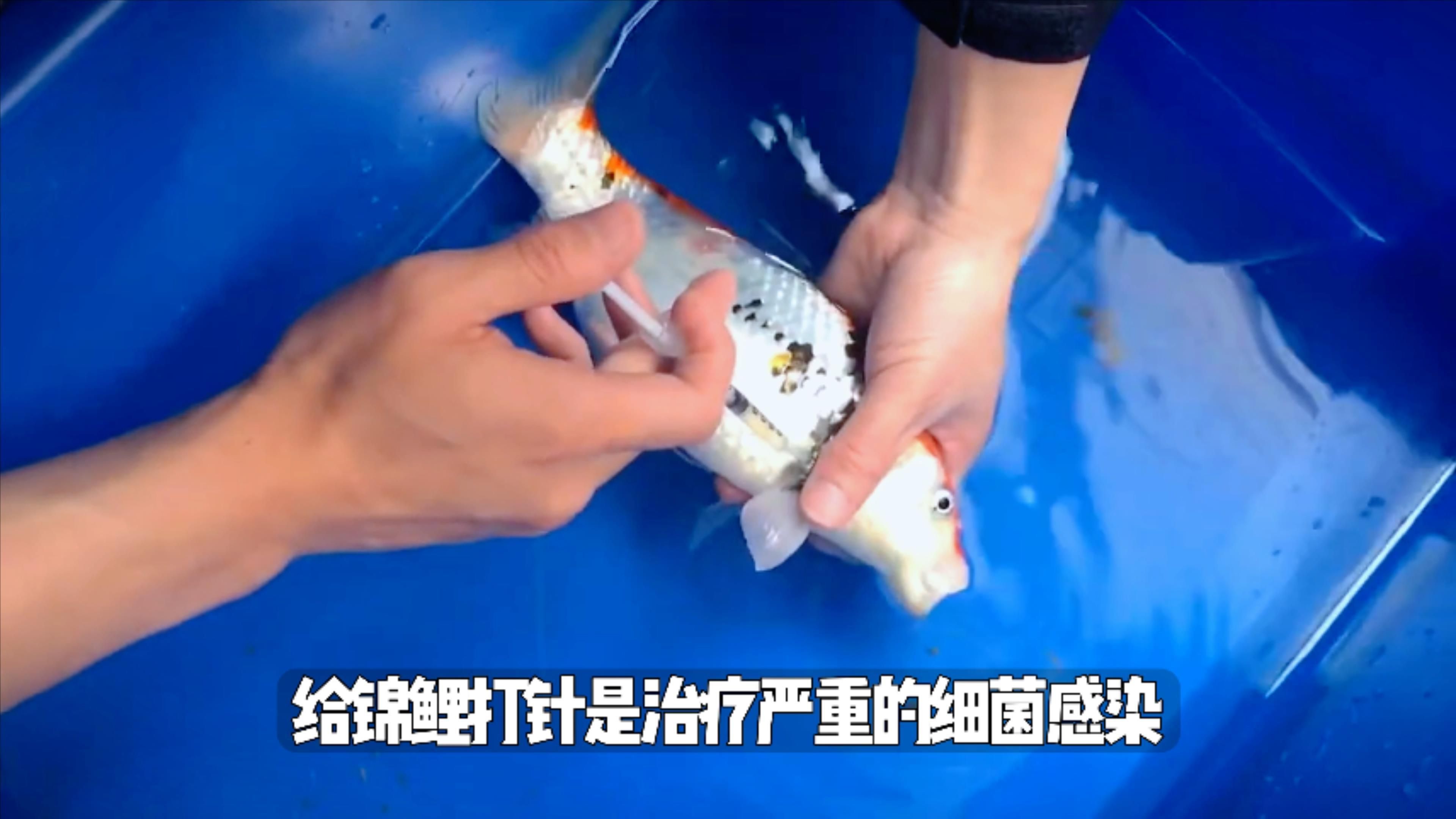有哪些藥物可以治療龍魚拒食