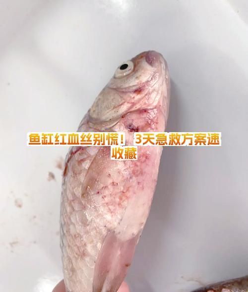 魚鰭根部充血如何治療，如何治療魚鰭根部充血