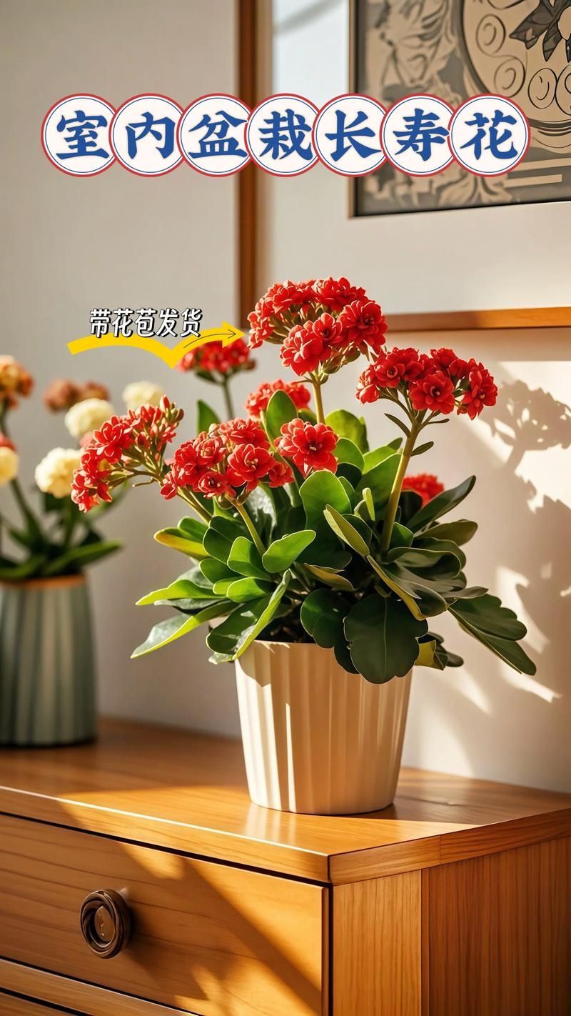 長壽花如何應對金龍魚的競爭？，家庭中長壽花與金龍魚魚缸共存環(huán)境中的“競爭”關系