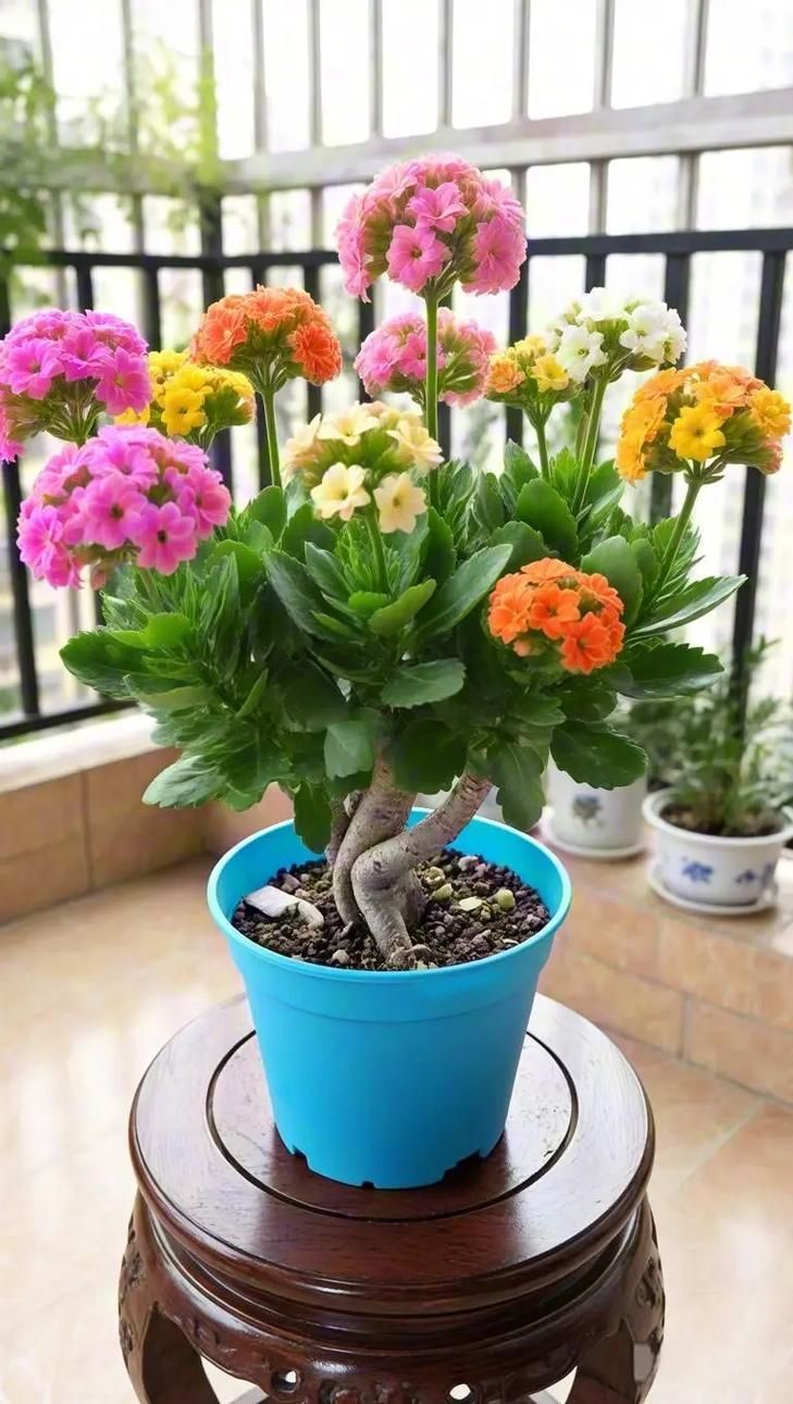 長壽花如何應對金龍魚的競爭？，家庭中長壽花與金龍魚魚缸共存環(huán)境中的“競爭”關系