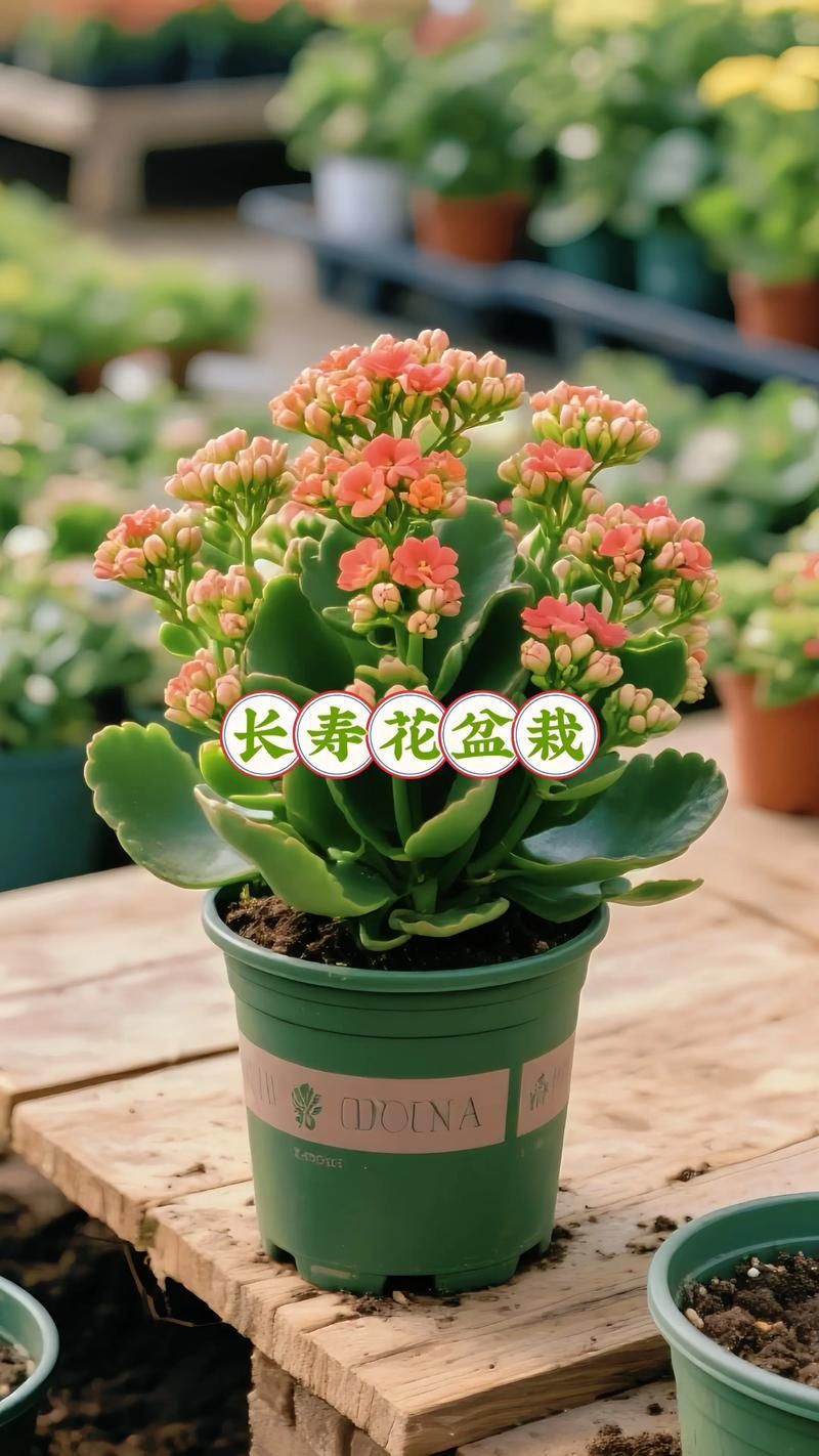 長壽花如何應對金龍魚的競爭？，家庭中長壽花與金龍魚魚缸共存環(huán)境中的“競爭”關系