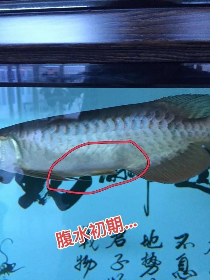 龍魚緊急情況如何快速處理，如何分辨率、醫學/水族專業級的龍魚