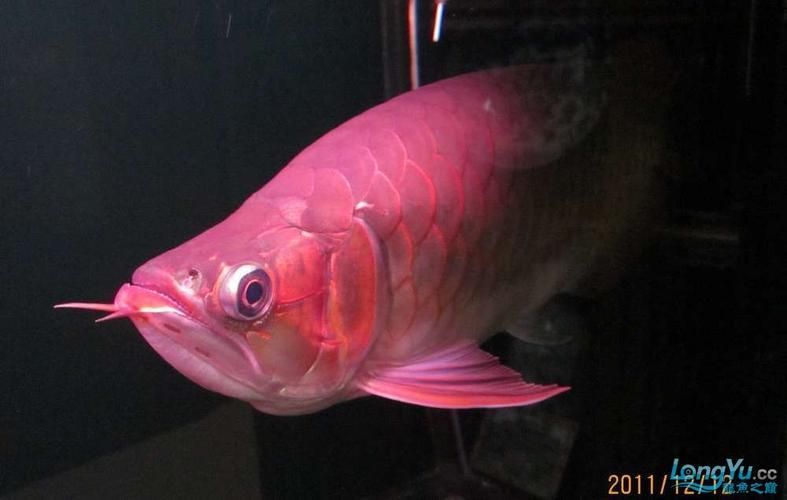 泗水超血王漁場有哪些冠軍魚，泗水超血王漁場有哪些冠軍魚泗水超血王漁場有哪些