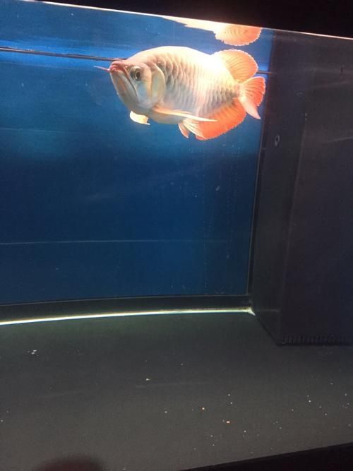 泗水超血王漁場有哪些冠軍魚，泗水超血王漁場有哪些冠軍魚泗水超血王漁場有哪些