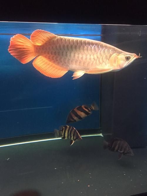 泗水超血王漁場有哪些冠軍魚，泗水超血王漁場有哪些冠軍魚泗水超血王漁場有哪些