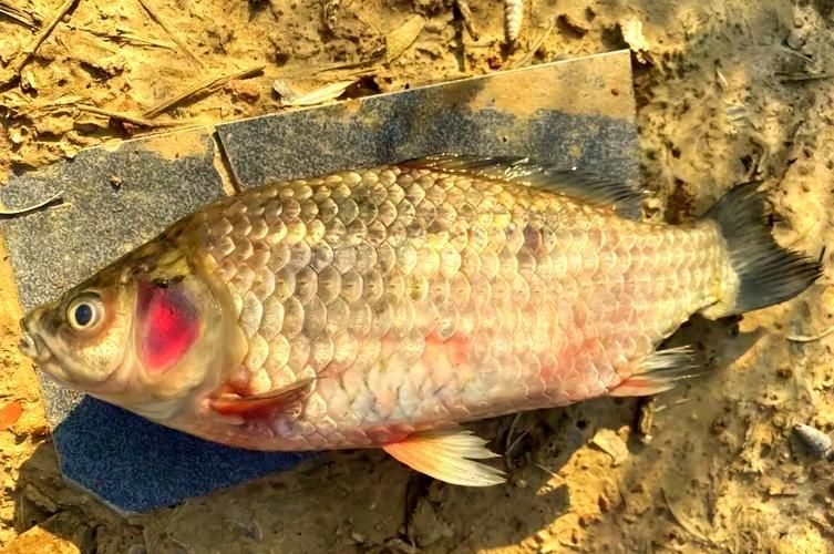 魚充血的5大癥狀，魚充血的五大典型癥狀