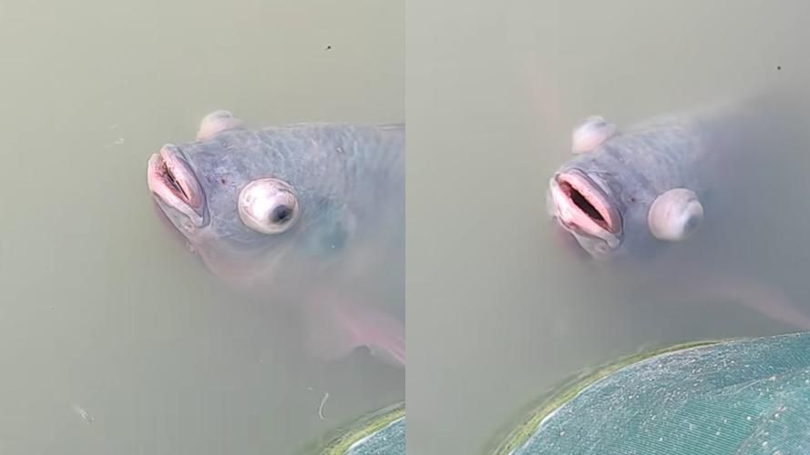 魚充血的5大癥狀，魚充血的五大典型癥狀