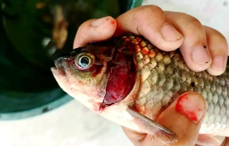 魚充血的5大癥狀，魚充血的五大典型癥狀