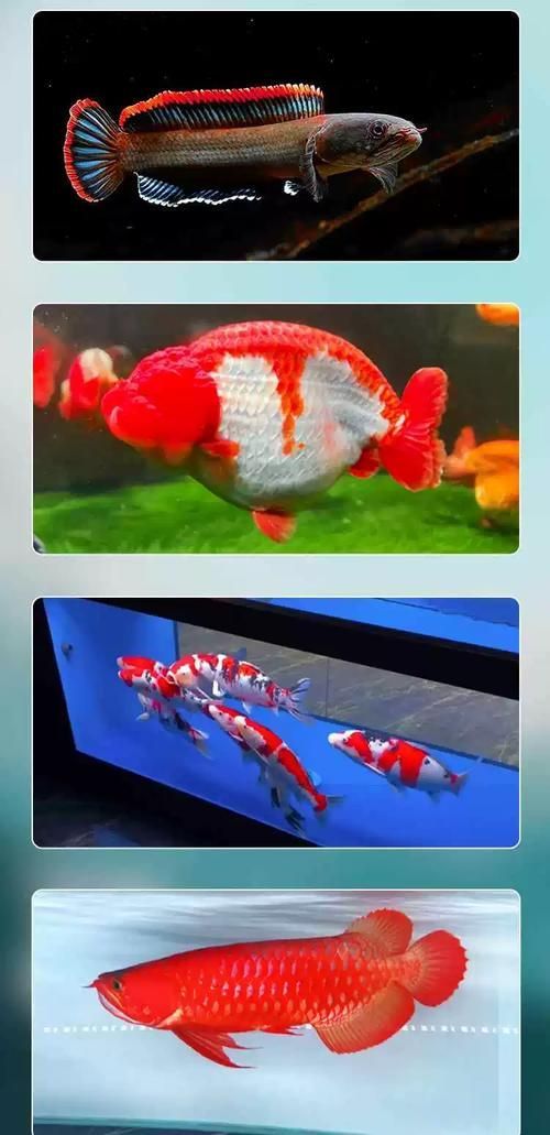 紅龍魚專用燈有哪些品牌推薦？，紅龍魚專用燈品牌推薦：紅龍魚專用燈品牌推薦