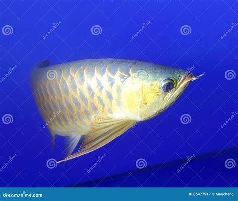 龍魚浮頭的圖片，關于龍魚浮頭的一些問題