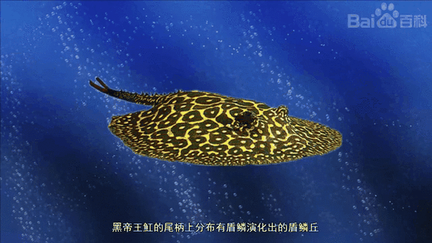 黑帝王魟魚幼魚如何護理？，potamotrygonsp.\pearl\