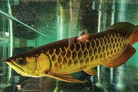 龍魚躲到魚缸角落會死嗎？