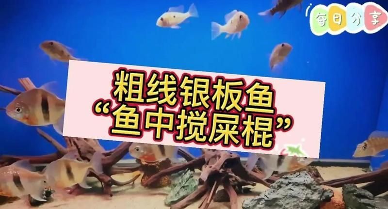 如何判斷粗線銀板魚是否健康，如何判斷粗線銀板魚