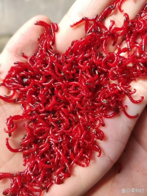 有哪些食物有助于龍魚尾巴恢復，龍魚尾巴恢復需要多久恢復龍魚尾巴恢復
