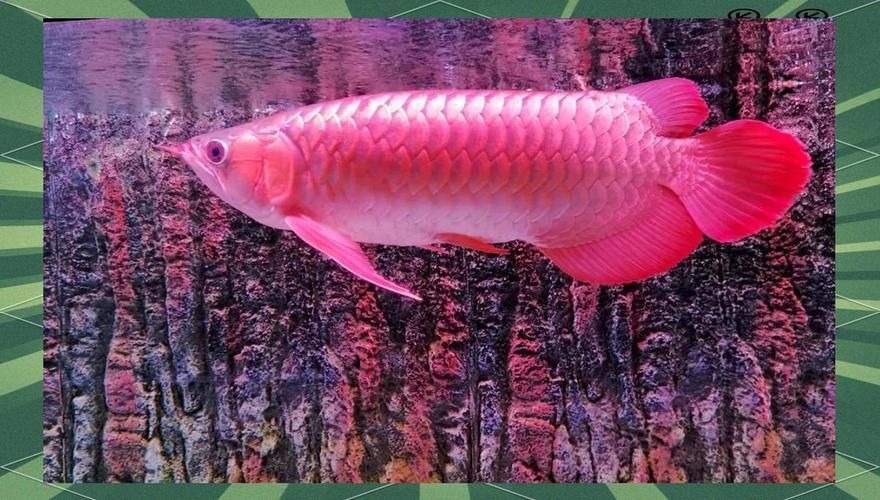 五華龍魚和普通龍魚哪個更好養？，五華龍魚與普通龍魚的區別