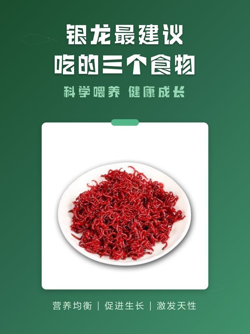 銀龍魚最喜歡吃什么食物
