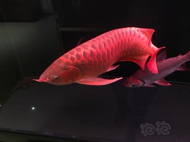 如何設置相機參數拍攝龍魚，如何拍攝龍魚