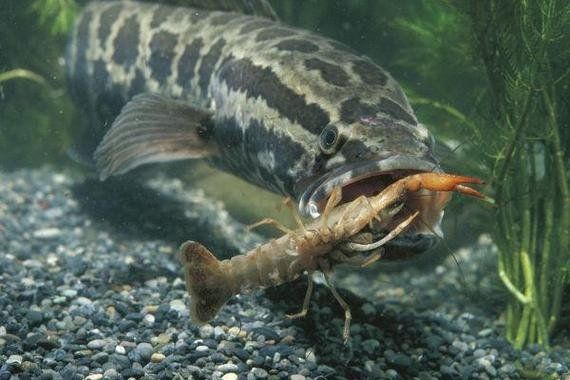 雷龍魚和黑魚的區(qū)別，嗶哩嗶哩，如何區(qū)分雷龍魚和黑魚？