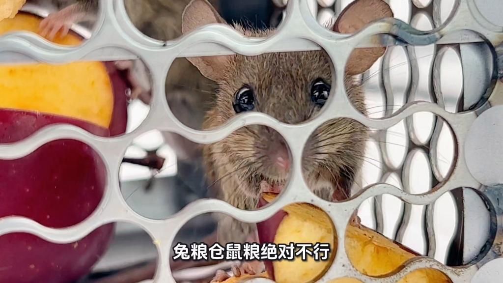 如何判斷龍貓是否適合我，判斷龍貓是否適合自己，養(yǎng)龍貓前先問問自己：它真的適合你嗎