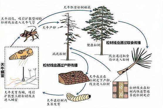 如何預防松鱗病的傳播，松鱗病如何防治