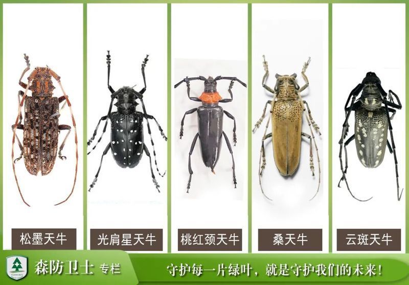 如何預防松鱗病的傳播，松鱗病如何防治