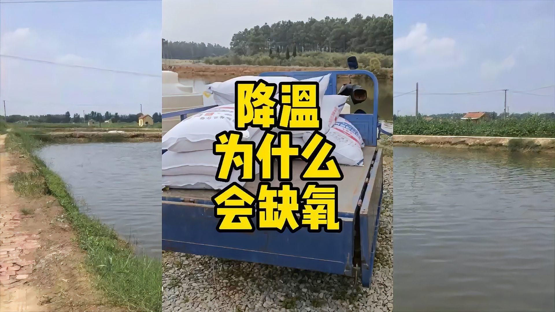 有哪些天然方法讓魚缺氧浮起，全民小視頻，如何判斷魚是否缺氧