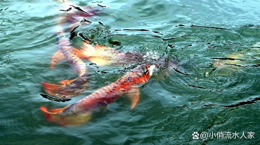 大新龍魚的產(chǎn)地在哪里？，大新龍魚是否真實存在？
